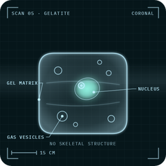 Gelatite: X-ray scan
