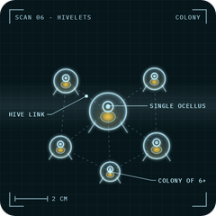 Hivelets: X-ray scan