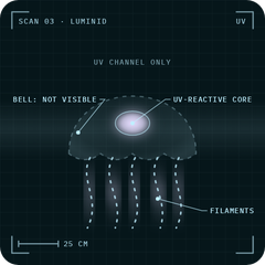 Luminid: X-ray scan