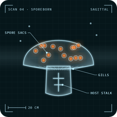 Sporeborn: X-ray scan